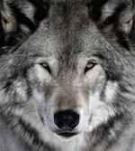 pixwords solution LOUP