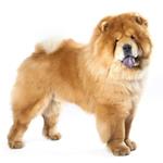 pixwords solution CHOWCHOW