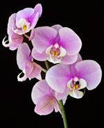 Pixwords ORCHID